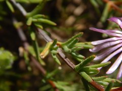 Lampranthus leptaleon