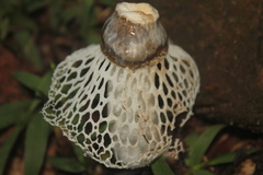 Phallus atrovolvatus