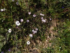 Lampranthus leptaleon