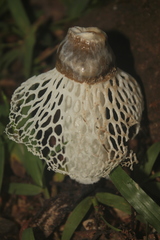 Phallus atrovolvatus