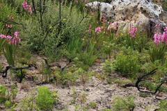 Notobubon ferulaceum