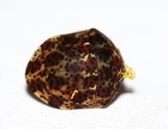 Sphaerocoris testudogrisea