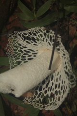 Phallus atrovolvatus