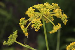 Notobubon ferulaceum