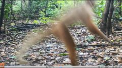 Tripsacum lanceolatum