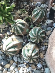 Euphorbia obesa