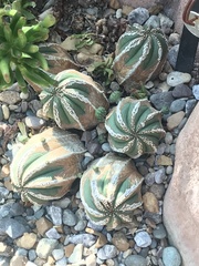 Euphorbia obesa