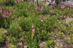 Searsia laevigata laevigata