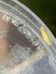 Sparganothis sulfureana