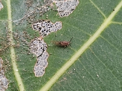 Homotoma ficus