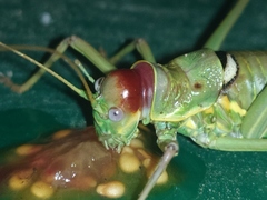 Ephippiger discoidalis