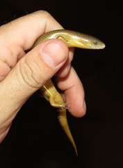 Cyclodomorphus melanops