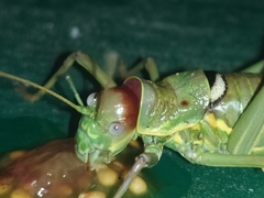 Ephippiger discoidalis