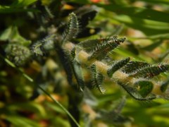 Lobostemon capitatus