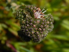 Lobostemon capitatus