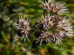 Lobostemon capitatus