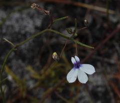 Lobelia setacea