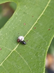 Ceroplastes rusci