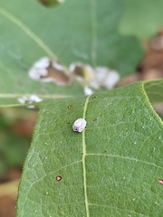 Ceroplastes rusci