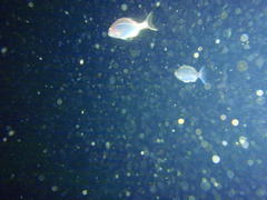 Pterogymnus laniarius