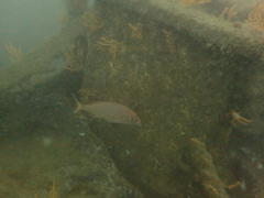 Pterogymnus laniarius