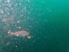 Pterogymnus laniarius