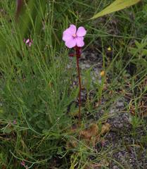 Drosera cuneifolia