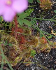 Drosera cuneifolia