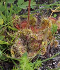 Drosera cuneifolia