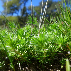 Leptosiphon jepsonii