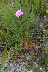 Drosera cuneifolia