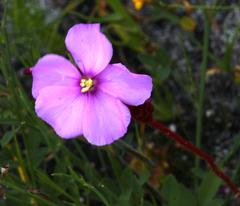 Drosera cuneifolia