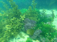 Sargassum incisifolium