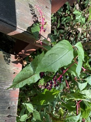 Phytolacca americana