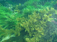 Sargassum incisifolium