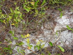 Thamnophis saurita saurita image