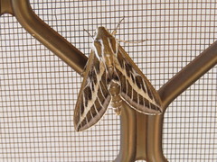 Hyles livornicoides