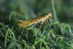 Aspilapteryx tringipennella