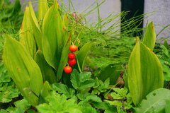 Convallaria majalis