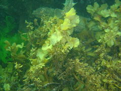 Sargassum incisifolium