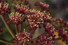Nanobubon strictum