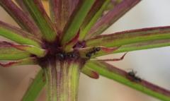 Nanobubon strictum