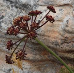 Nanobubon strictum