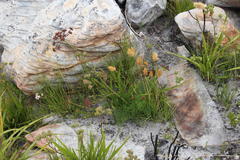Nanobubon strictum