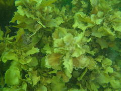 Sargassum incisifolium