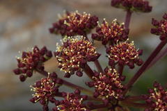 Nanobubon strictum