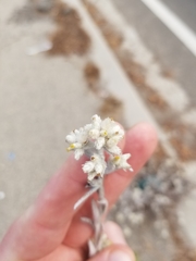 Pseudognaphalium microcephalum