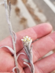 Pseudognaphalium microcephalum