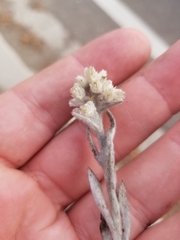 Pseudognaphalium microcephalum