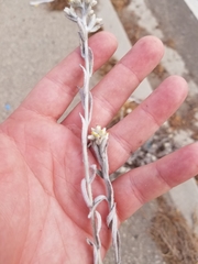 Pseudognaphalium microcephalum